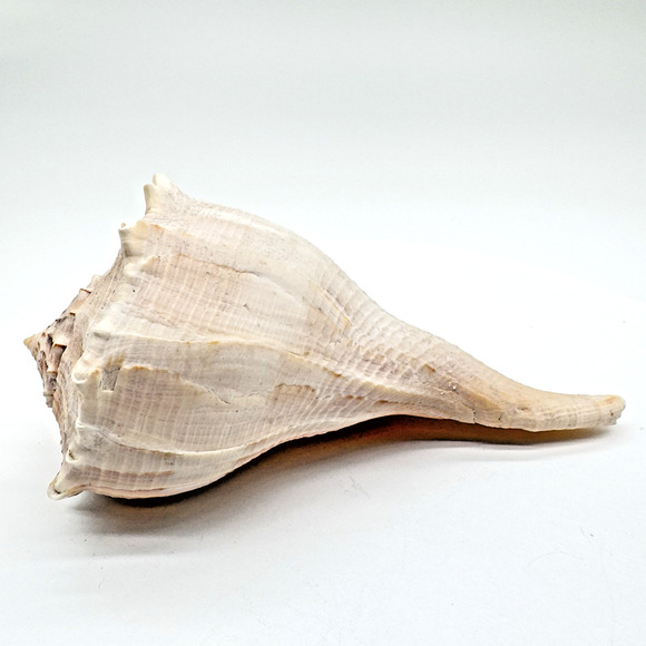 Vintage Lightning Whelk Conch Seashell Estate Collection Beach Decor Aquarium 6" - Picture 2 of 9